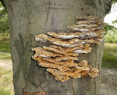 Inonotus cuticularis