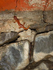 Speleomantes italicus