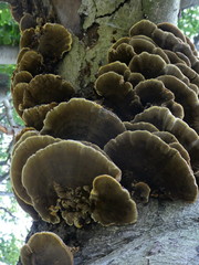 Inonotus cuticularis