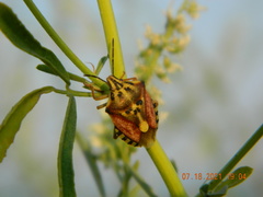 Carpocoris purpureipennis