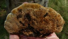 Inonotus cuticularis