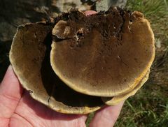 Inonotus cuticularis