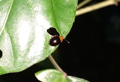 Chrysomelidae