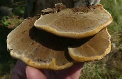 Inonotus cuticularis