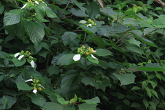 Mussaenda shikokiana