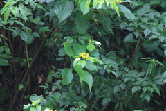Mussaenda shikokiana