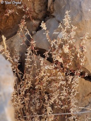 Callipeltis cucullaris