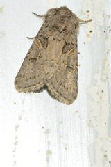 Spodoptera hipparis