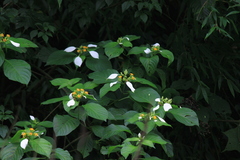 Mussaenda shikokiana
