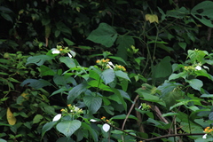 Mussaenda shikokiana