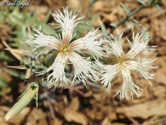 Dianthus libanotis