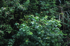 Mussaenda shikokiana