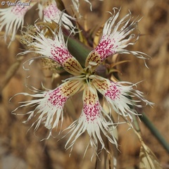 Dianthus libanotis