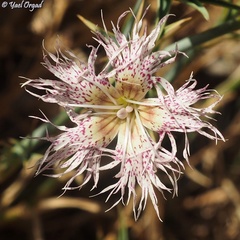 Dianthus libanotis