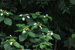 Mussaenda shikokiana