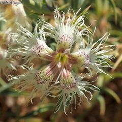 Dianthus libanotis