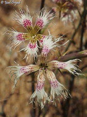 Dianthus libanotis