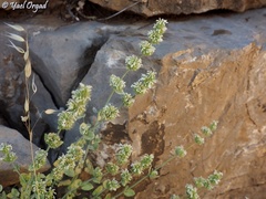 Nepeta italica