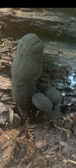 Xylaria polymorpha