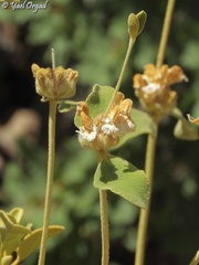 Phlomis chrysophylla