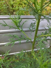 Artemisia carvifolia