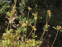 Phlomis chrysophylla