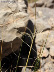 Stipa arabica