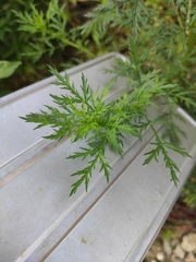 Artemisia carvifolia