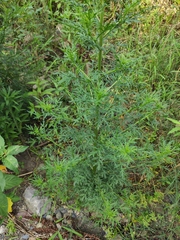 Artemisia carvifolia