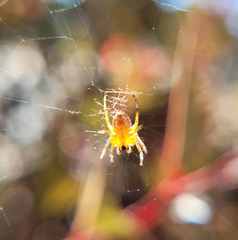 Araneus diadematus