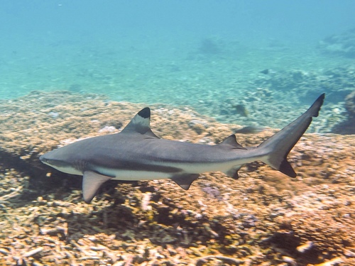 Blacktip reef shark