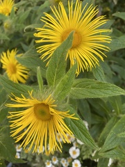 Inula hookeri