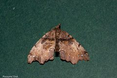 Chalastra pellurgata