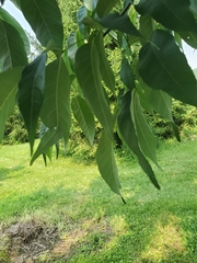 Fraxinus quadrangulata