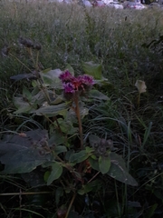 Arctium