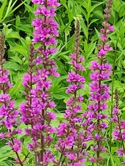 Lythrum salicaria