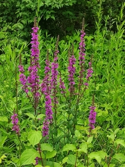 Lythrum salicaria