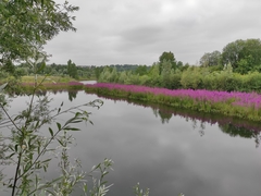 Lythrum salicaria