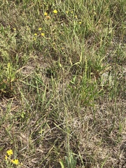 Hieracium longipilum