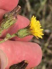 Hieracium longipilum