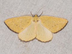 Hesperumia fumosaria