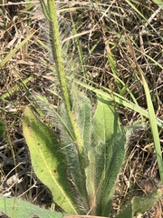 Hieracium longipilum