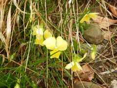 Viola calcarata