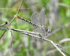 Erpetogomphus designatus