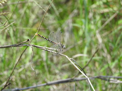 Erpetogomphus designatus