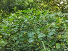 Discocleidion rufescens