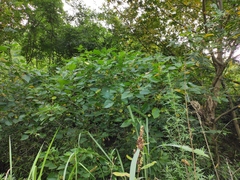 Discocleidion rufescens