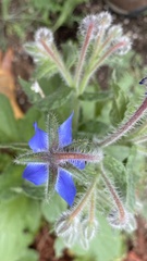 Borago