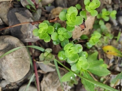 Sedum emarginatum