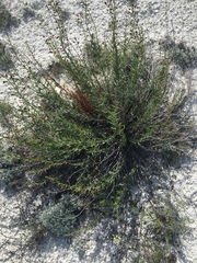 Scrophularia cretacea